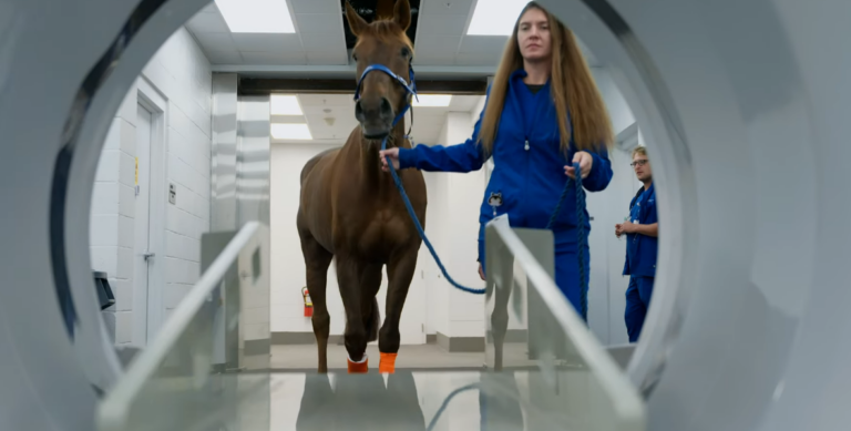 Why Private Equity is Swallowing Up America’s Independent Veterinary Clinics