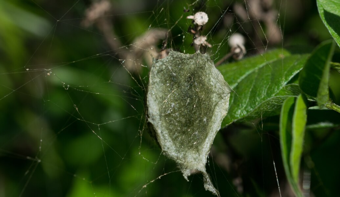 How a Tiny Parasitic Fungus Is Silently Collapsing Bat Populations Across the Eastern United States