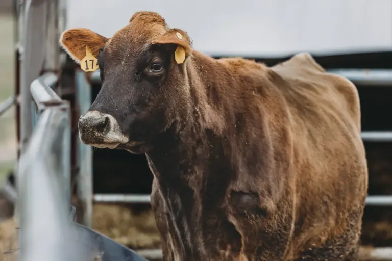 Live Cattle Futures Tuesday Slip as Boxed Beef Hits $400 live cattle futures Tuesday